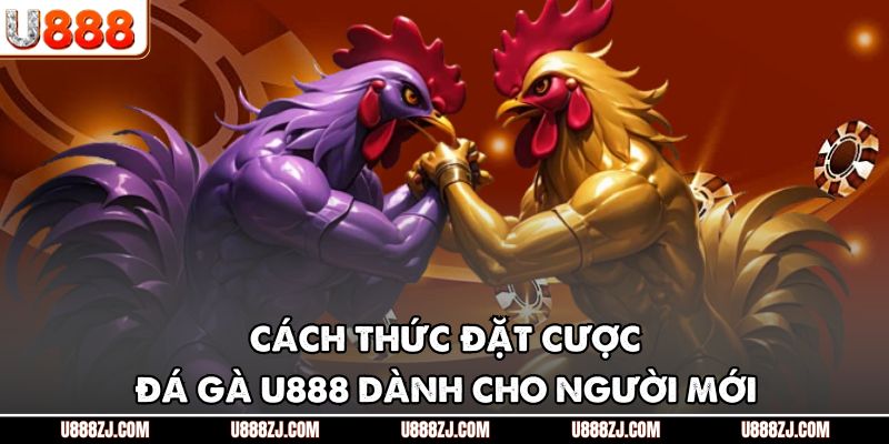 Các chiến lược cùng những điểm cần lưu ý khi chơi đá gà U888