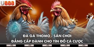 Đá Gà Thomo - Sân Chơi Đẳng Cấp Dành Cho Tín Đồ Cá Cược