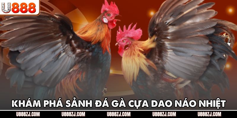 Khám phá sảnh đá gà cựa dao náo nhiệt