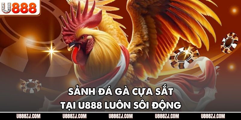 Sảnh đá gà cựa sắt tại U888 luôn sôi động