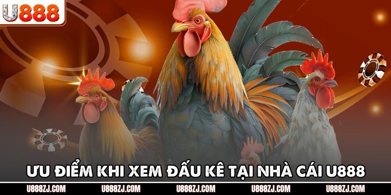 Ưu điểm khi xem đấu kê tại nhà cái U888